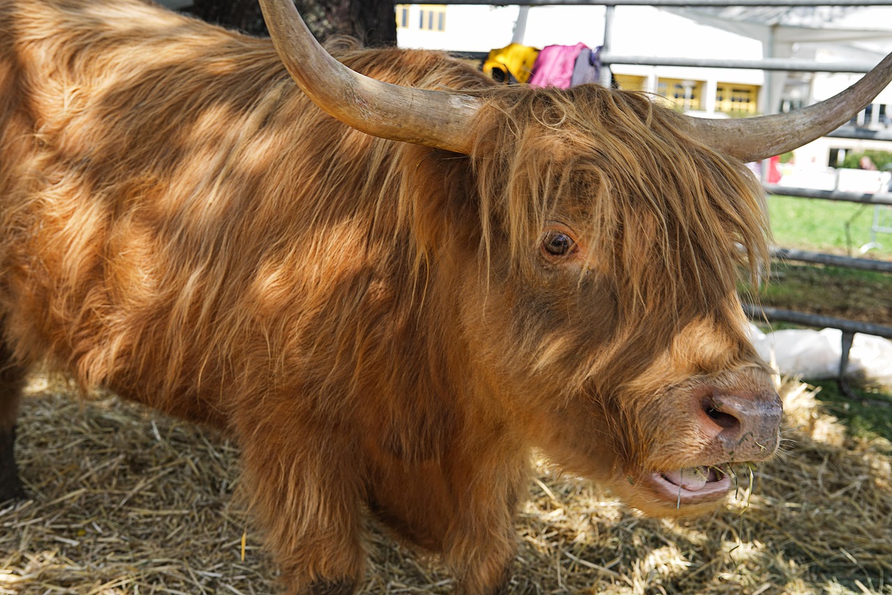 四大神兽牛牛游戏怎么玩?攻略技巧分享, 省时又省钱 四大神兽牛牛游戏怎么玩?攻略技巧分享, 省时又省钱