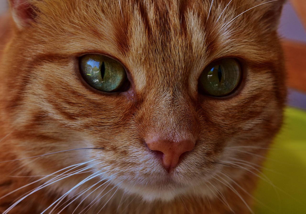 如何让猫咪开心?探索与爱猫互动的游戏, 增强感情, 猫咪健康 如何让猫咪开心?探索与爱猫互动的游戏, 增强感情, 猫咪健康