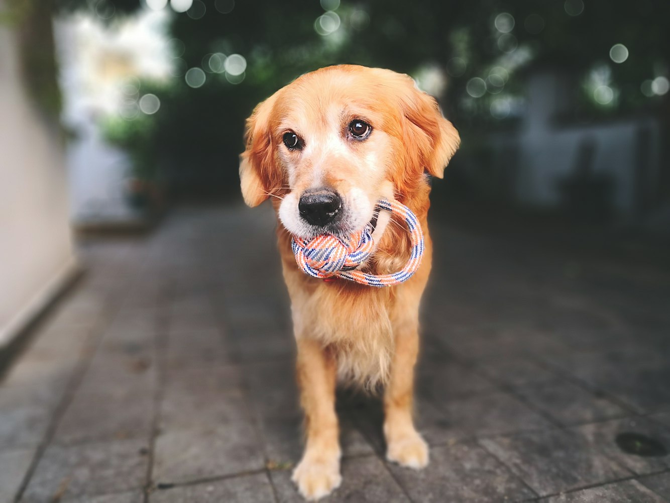 狗狗互动游戏有哪些，如何提升狗狗的幸福感？