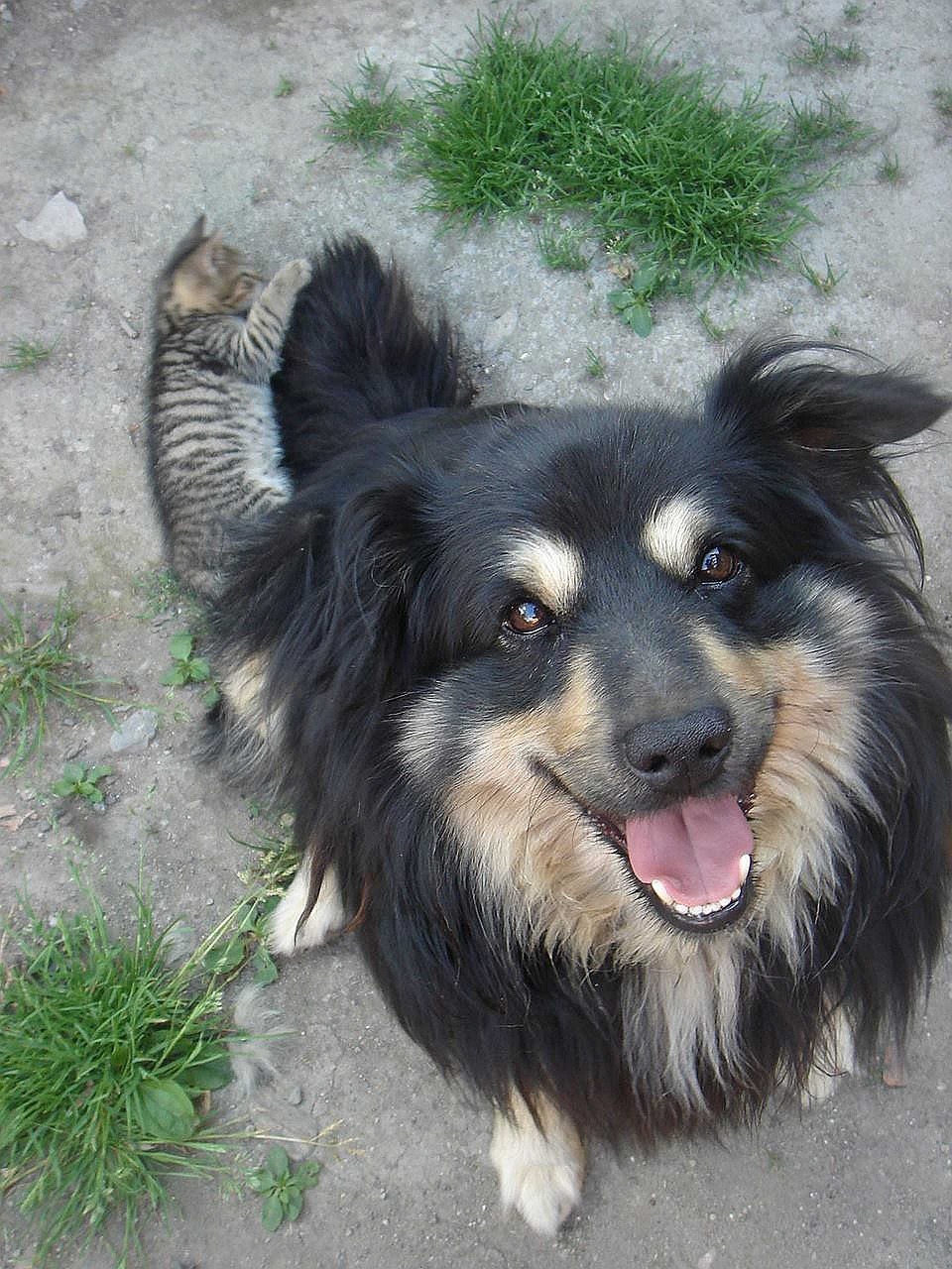 斗牛游戏可以加好友吗?如何在游戏中结交朋友, 提升游戏体验? 斗牛游戏可以加好友吗?如何在游戏中结交朋友, 提升游戏体验?