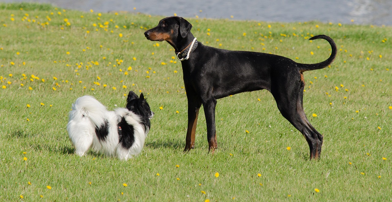 斗牛游戏好友同房玩，如何实现？省时省力的技巧分享