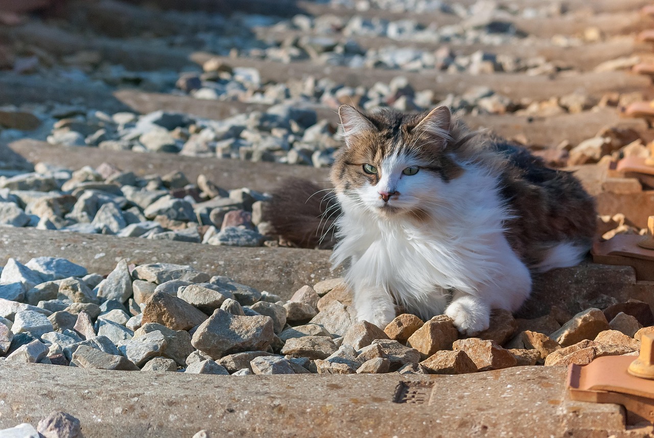 斗牛游戏可以和好友一起玩吗？如何在线斗牛，提升游戏体验？