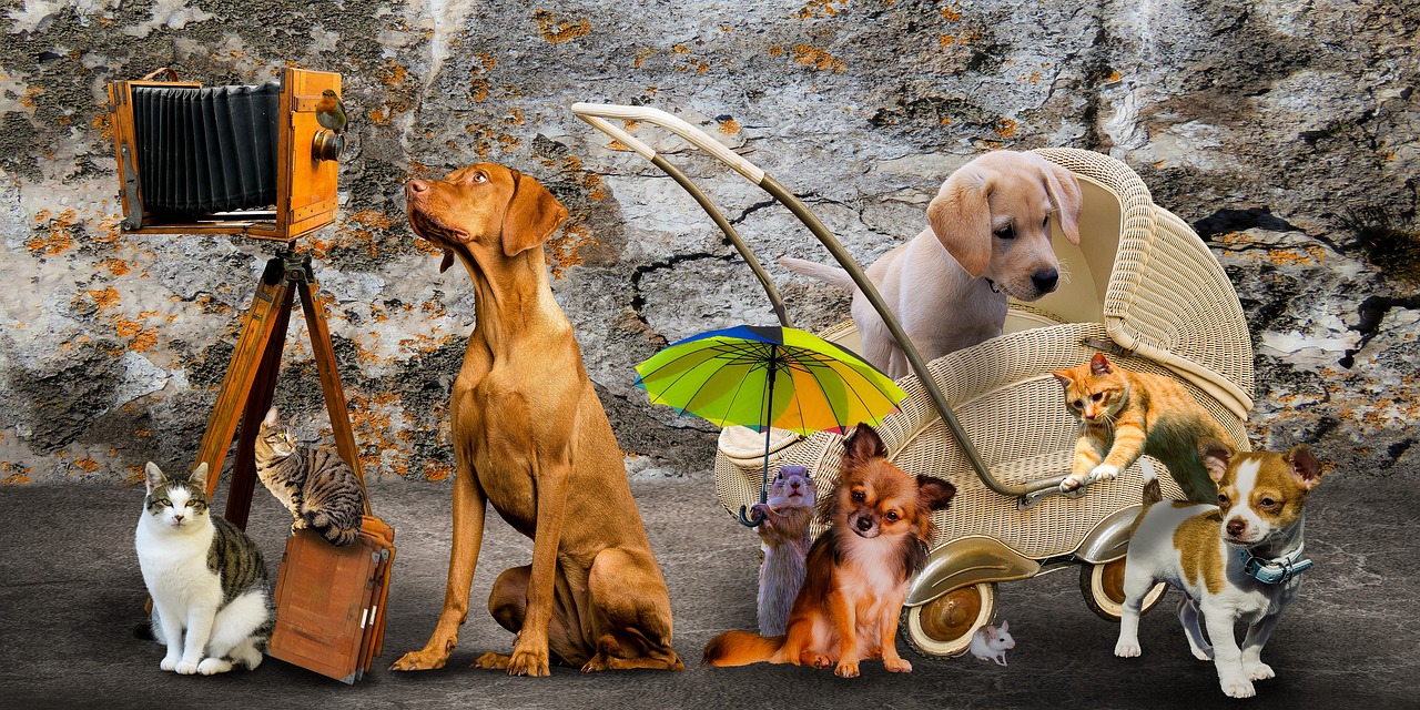 斗牛游戏可以和好友一起玩吗？如何在线斗牛，提升游戏体验？